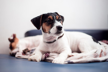 A purebred jack russell terrier puppy lies on the couch, in the background his mother.