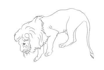 vector illustration of a lion who stands, vector