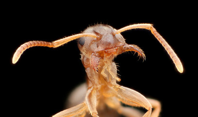 Lasius neoniger, Ant Head
