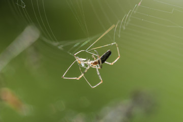 Gemeine Streckerspinne