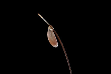 Lice Egg Capsule © Macroscopic Solution