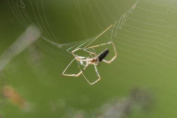 Gemeine Streckerspinne