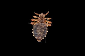 Lice