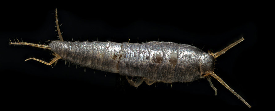Lepisma saccharina, commonly known as a silverfish or fish moth, Coventry, CT