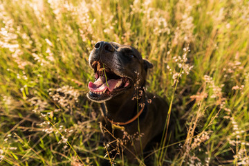 Black mutt dog with a blur natal grass background in the sunset light