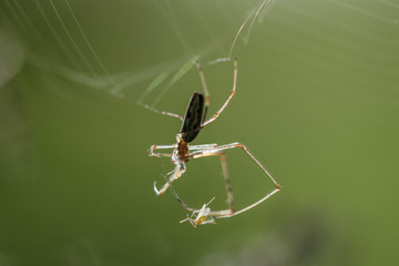 Gemeine Streckerspinne