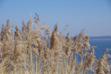 Fototapeta premium Weeds at Lake Starnberg