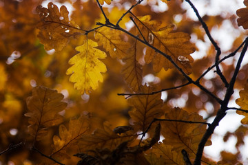 Autumn leaves on trees in Romanian woodland