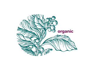 Vector organic symbol Nature design Green art sketch Tea mate branch