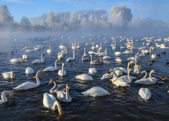 Beautiful swans on the non-freezing lake. Siberia, Altai, Sovetsky district. Winter swans © Elena Fedorowa