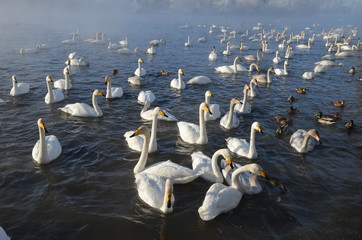 Beautiful swans on the non-freezing lake. Siberia, Altai, Sovetsky district. Winter swans © Elena Fedorowa