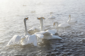 Beautiful swans on the non-freezing lake. Siberia, Altai, Sovetsky district. Winter swans © Elena Fedorowa