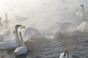 Beautiful swans on the non-freezing lake. Siberia, Altai, Sovetsky district. Winter swans © Elena Fedorowa