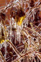 Icicles on the branches of the wild grapes