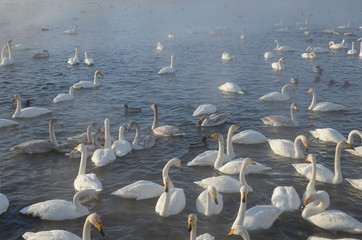 Beautiful swans on the non-freezing lake. Siberia, Altai, Sovetsky district. Winter swans © Elena Fedorowa