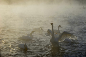 Beautiful swans on the non-freezing lake. Siberia, Altai, Sovetsky district. Winter swans © Elena Fedorowa