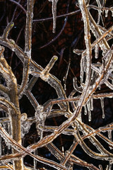 Icicles on the branches of the wild grapes, close up