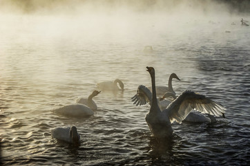 Beautiful swans on the non-freezing lake. Siberia, Altai, Sovetsky district. Winter swans © Elena Fedorowa