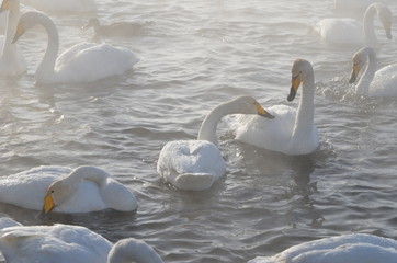 Beautiful swans on the non-freezing lake. Siberia, Altai, Sovetsky district. Winter swans © Elena Fedorowa