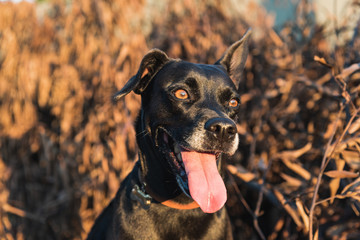 Black mutt dog with a blur brown leafs background in the sunset light