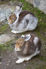 Schneehasen