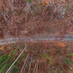 Aerial vie on autumn forest with road and cut off area.