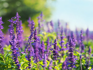 Field of blooming sage in bright sunlight against a forest. Salvia officinalis or sage, perennial plant,  blue and purplish flowers. Lamiaceae - 238593313