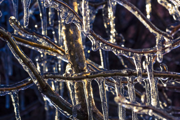 Icicles on the branches of lilac, photo toned