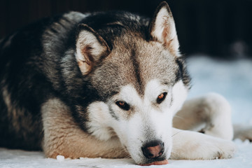 portrait of dog. winter. alaskan malamute whith snow
