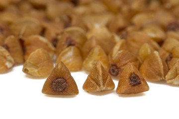 buckwheat or white background, macro. Buckwheat on a white background, macro. Buckwheat grain extreme closeup. Isolated on. 