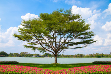 Obraz premium tree and flower bed with blue sky background.