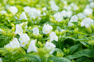 Wishbone flower (Torenia fournieri) in garden.