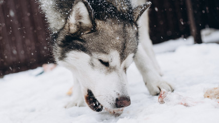dog eating bone. alaskan malamute