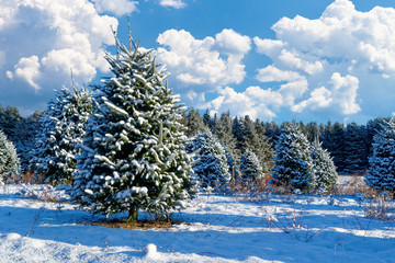 Snow covered trees at a Christmas tree farm.