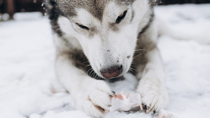 dog eating bone. alaskan malamute