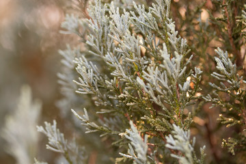 Naklejka na ściany i meble close - up of pine leaves