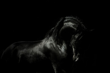 Obraz na płótnie Canvas Stallion neck