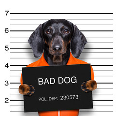 dachshund police mugshot