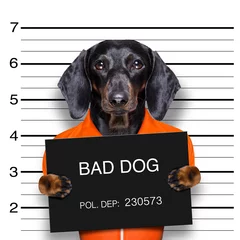 Acrylic kitchen splashbacks Crazy dog dachshund police mugshot
