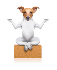 Yoga-Hund