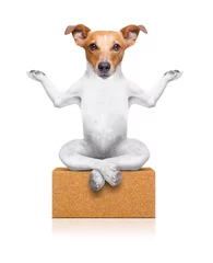 Abwaschbare Fototapete Lustiger Hund Yoga-Hund