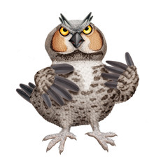 oiseau, animal, chouette, nature, bec, faucon, faune,  attitude, empennage, prédateur, sauvage, isolé, faucon, 