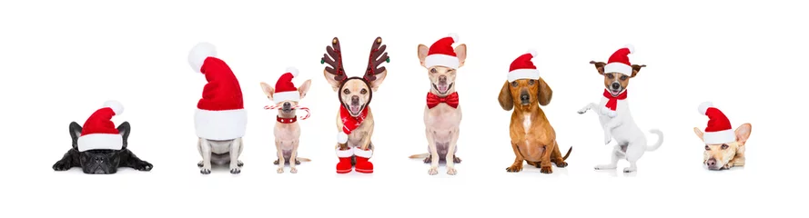 Selbstklebende Fototapete Lustiger Hund große Team-Reihe von Hunden an den Weihnachtsfeiertagen