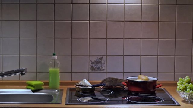 wilde braune Ratten suchen nach Essen in einer K&uuml;che, Nachtszene, mehrere takes, mit Ton