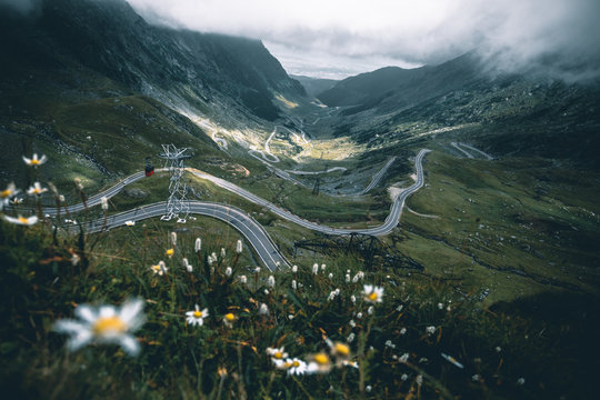 Transfagarasan Highway,with Flowers In Foreground.