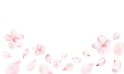 Fototapeta na wymiar Light pink petals and Sakura flowers on a transparent background.Vector