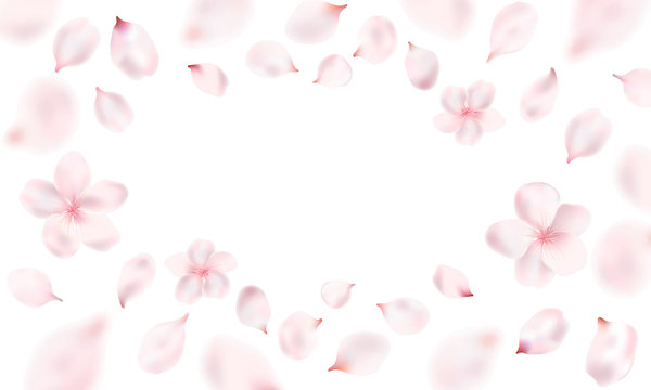 Light pink petals and Sakura flowers on a transparent background.Vector