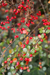 Close up of a bushy bush of red berries