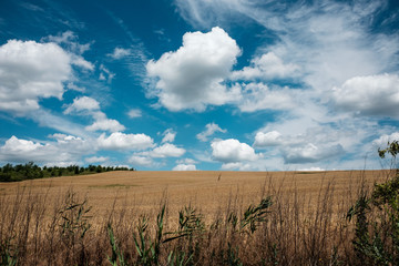 field and blue sky