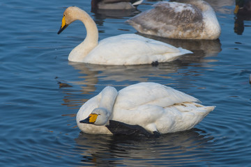 Beautiful white whooping swans swimming in the nonfreezing winter lake. The place of wintering of swans, Altay, Siberia, Russia. © olinchuk